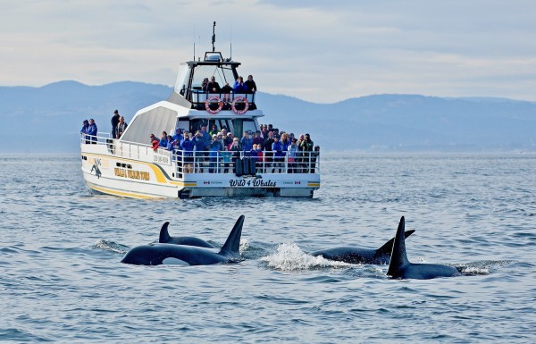 Eagle Wing Whale & Wildlfie Watching Tours