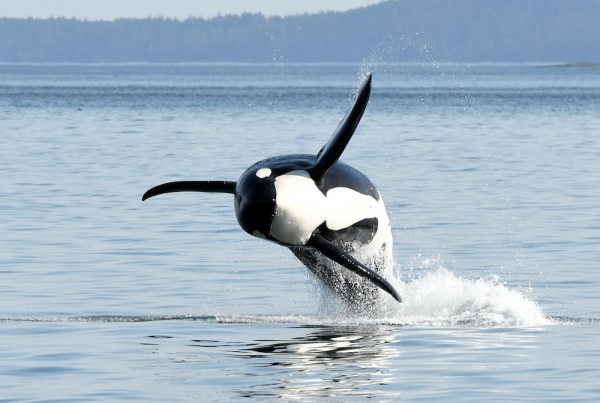 Breaching Orca Whale