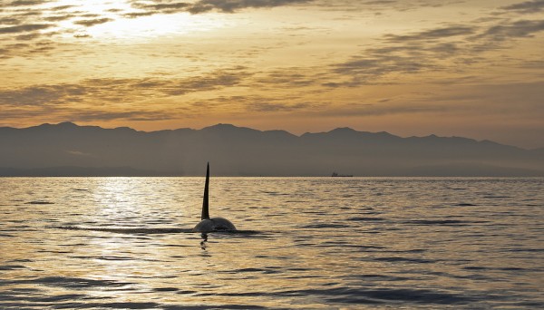 Whale Watching at sunset in Victoria, BC